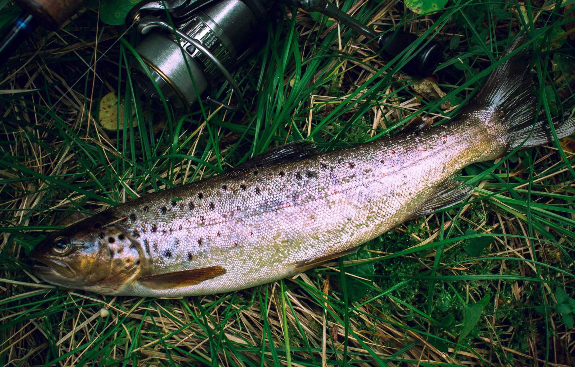 Sommarfiske